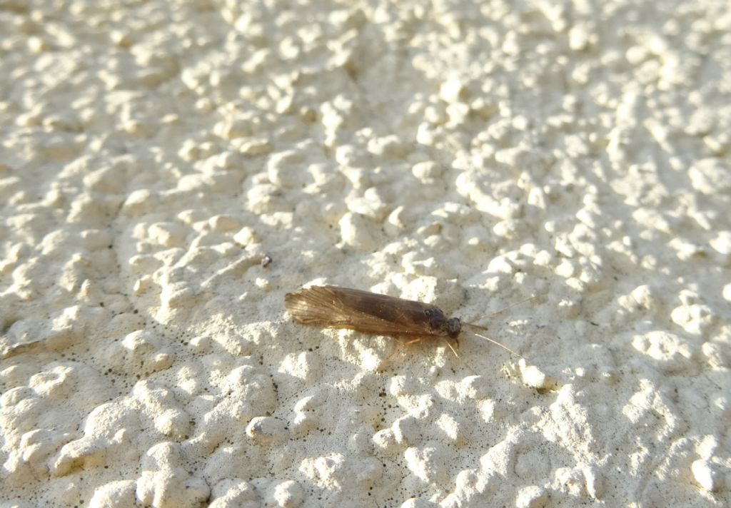 un p consumato....da determinare